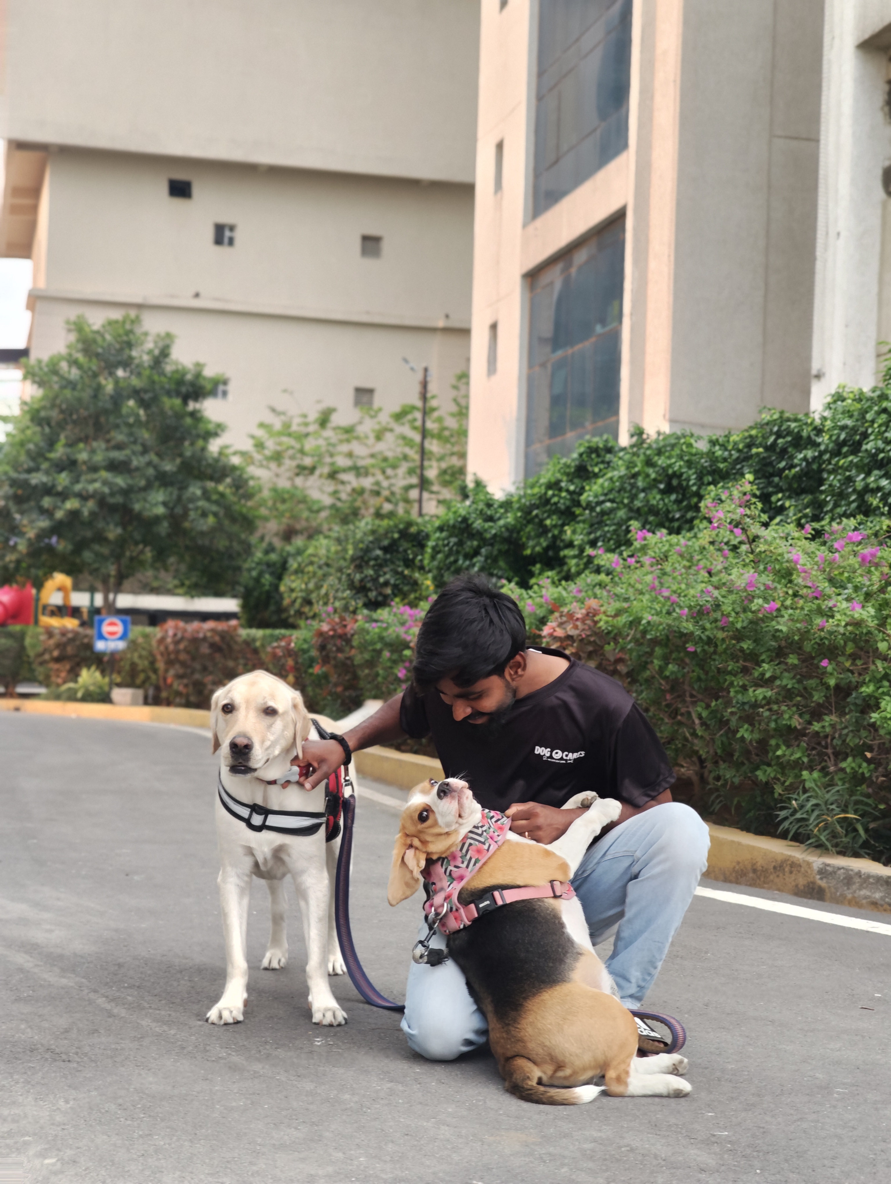Dog care service - 5