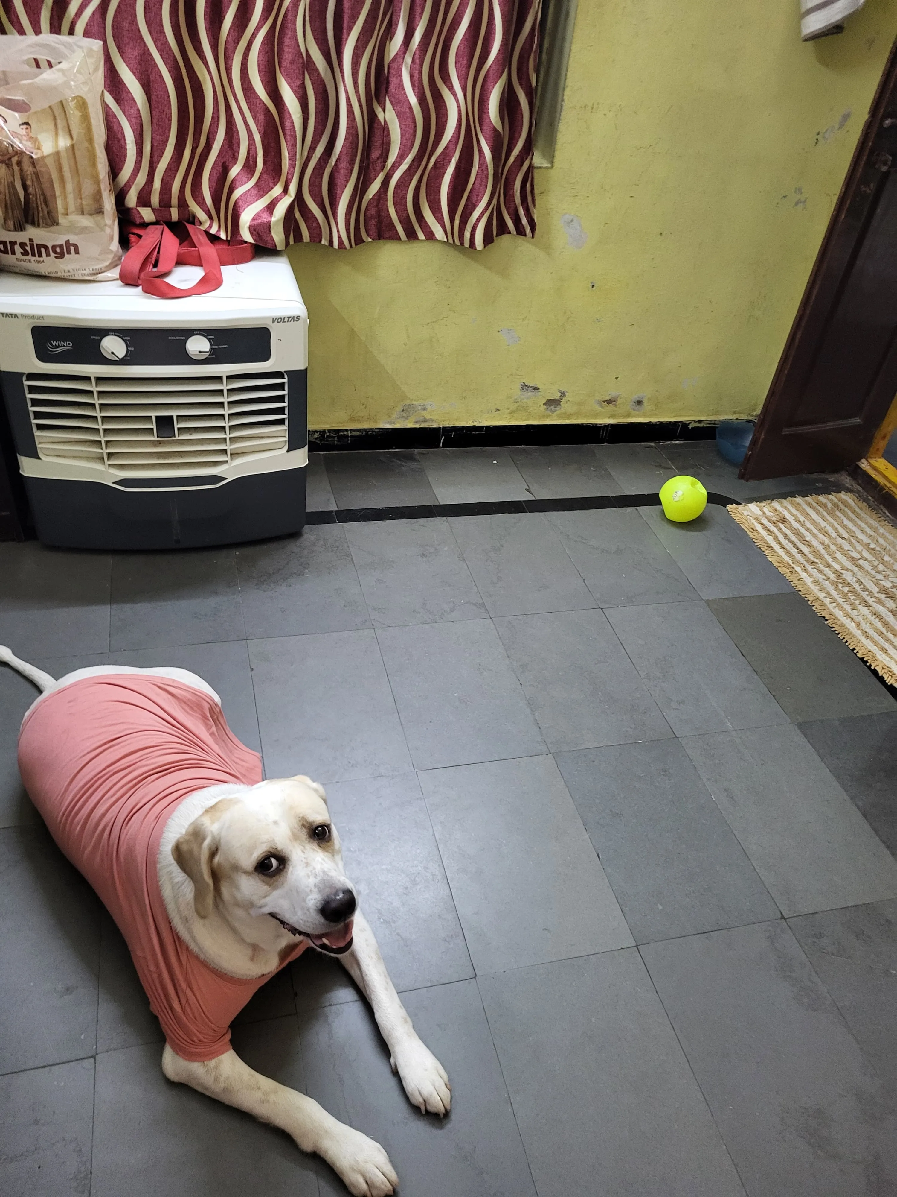 Dog care service - image_005