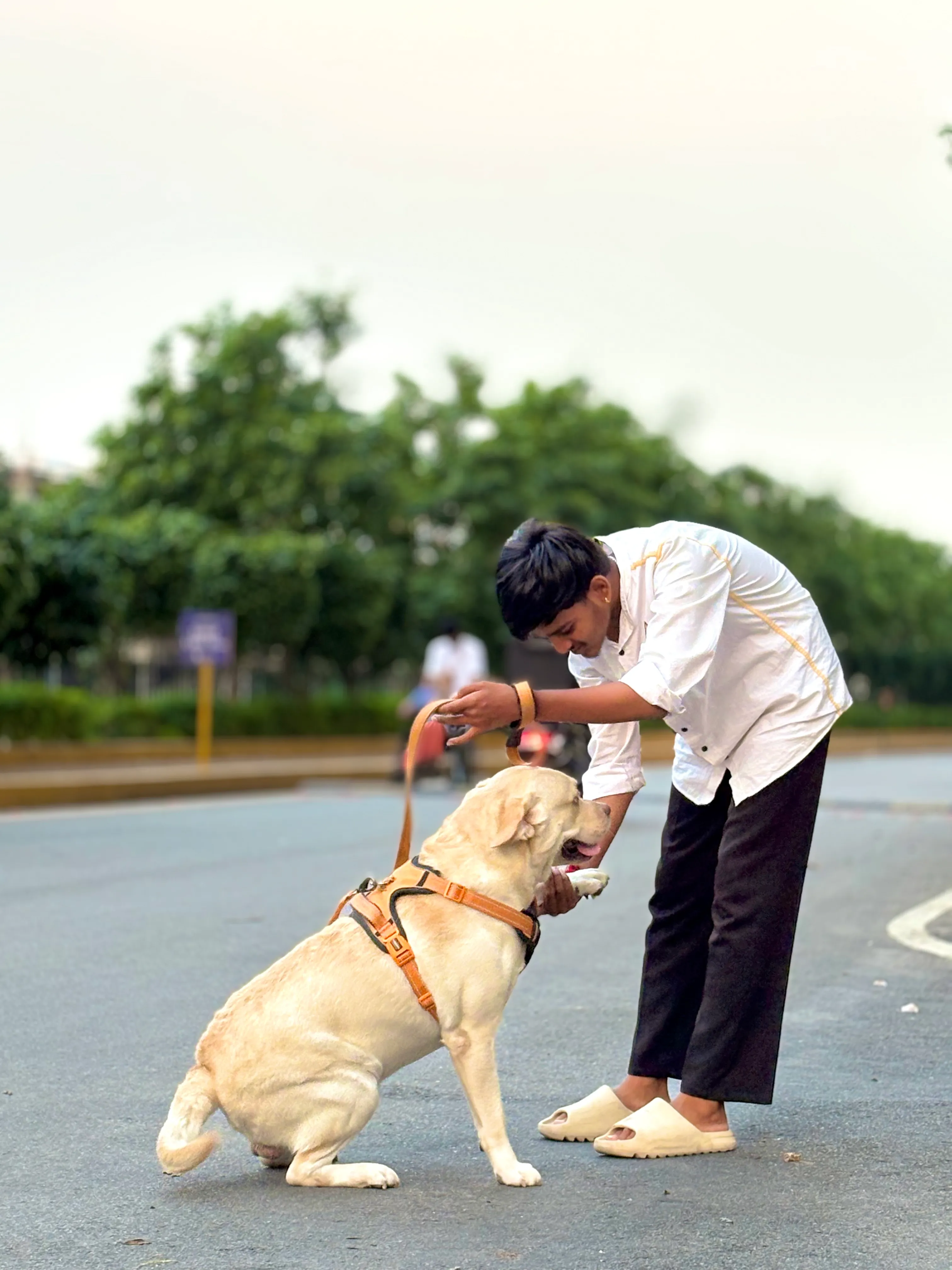 Dog care service - image_007