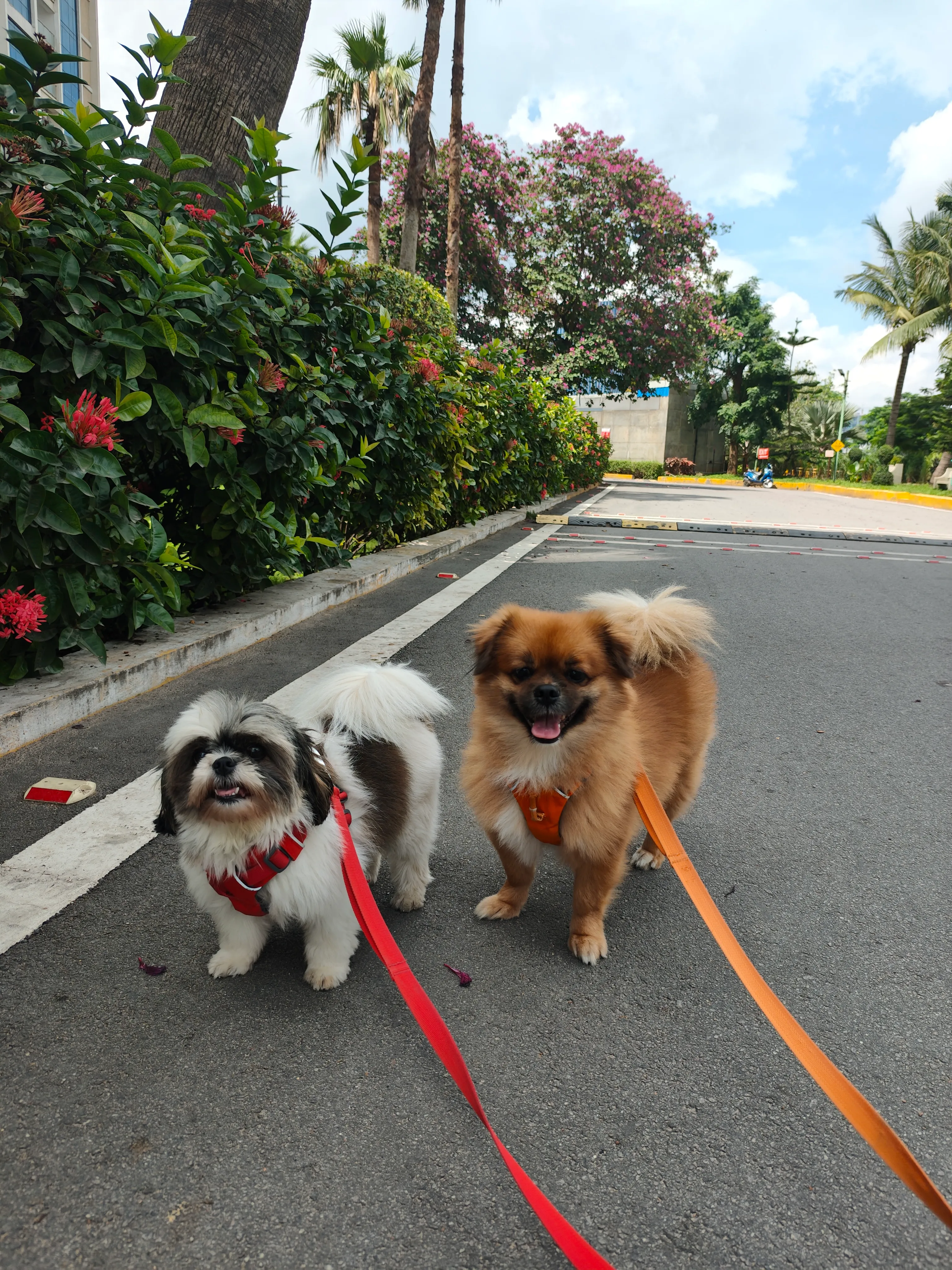 Dog care service - image_014