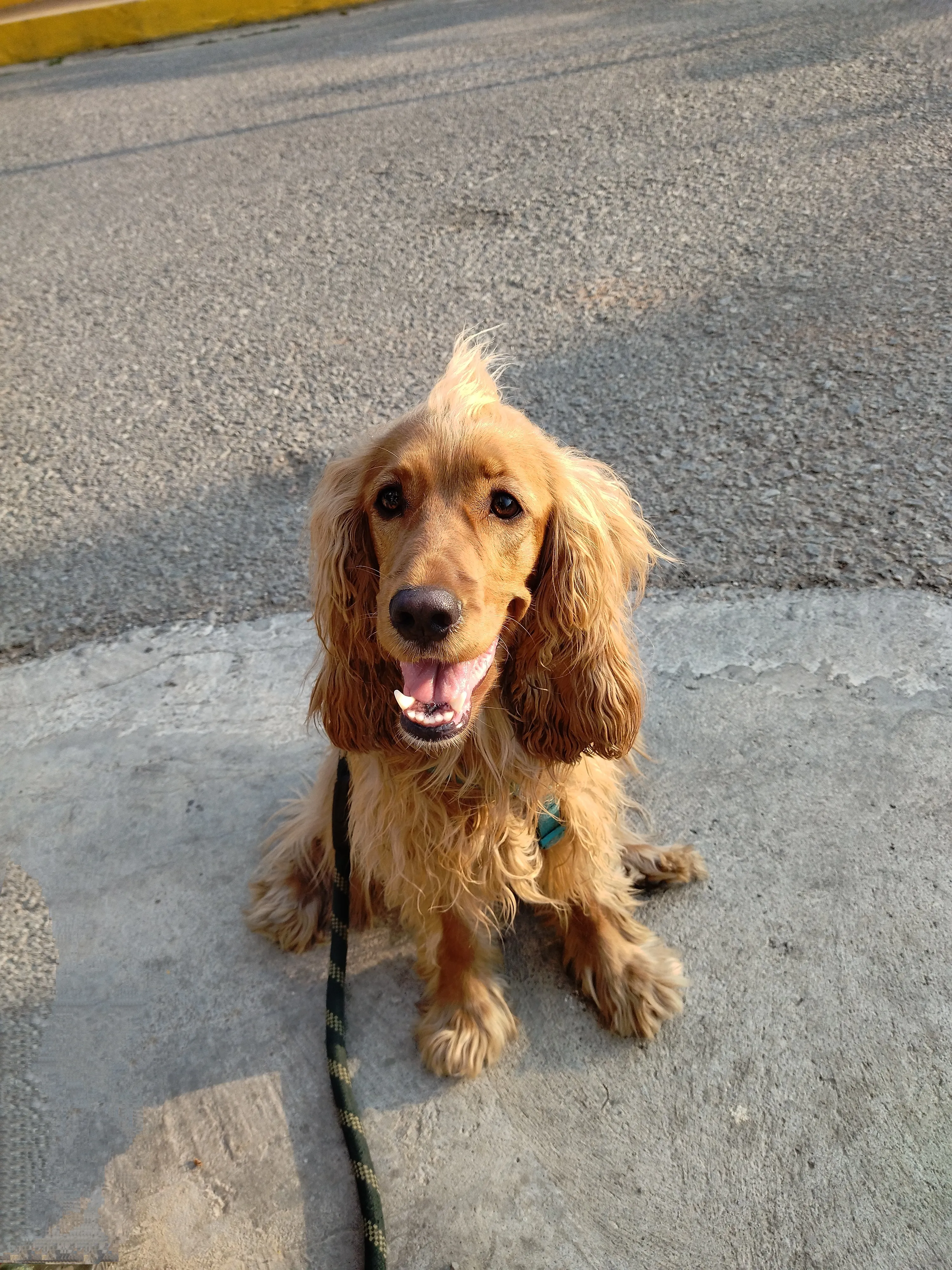 Dog care service - image_018