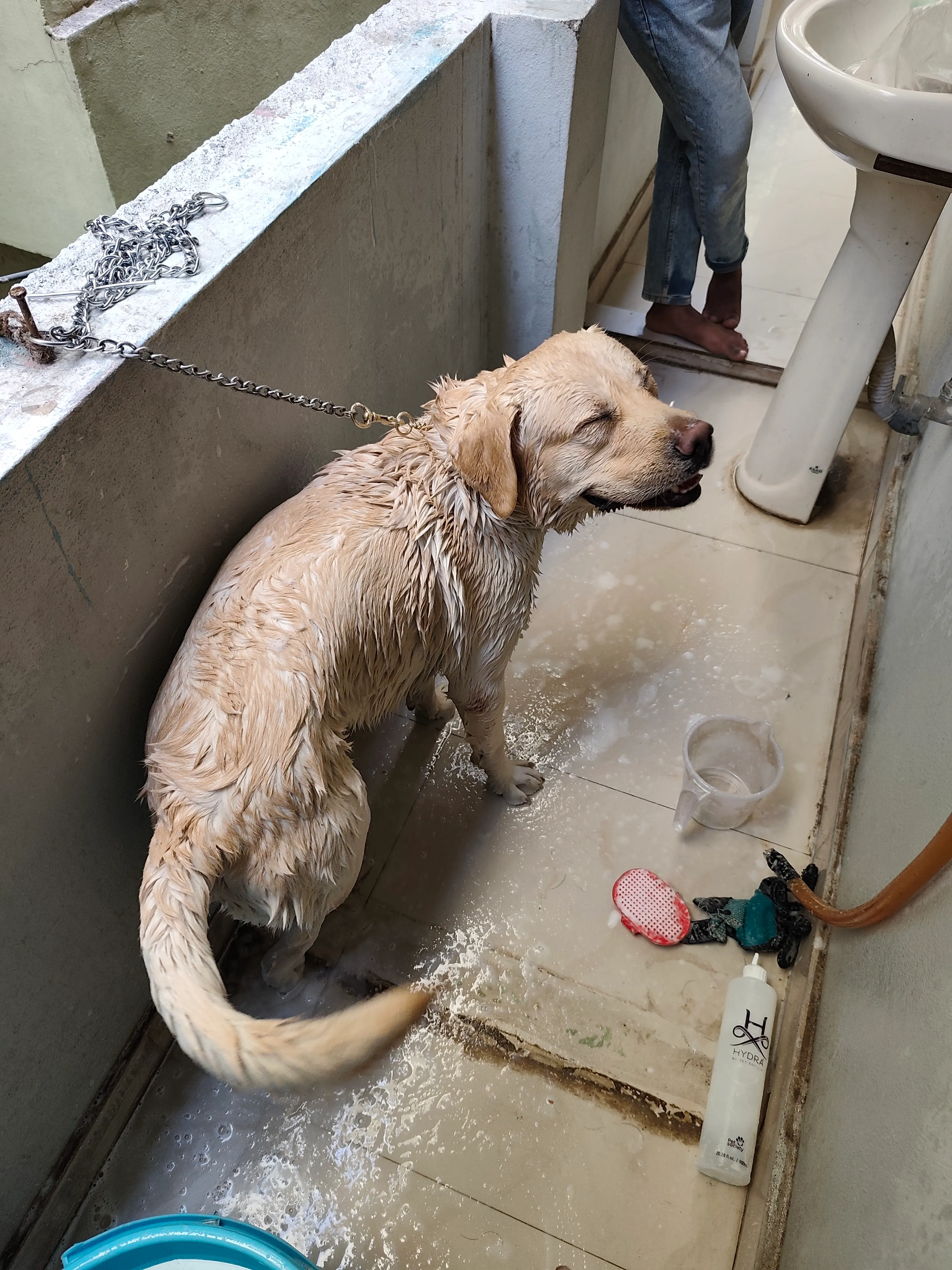 Dog care service - image_029