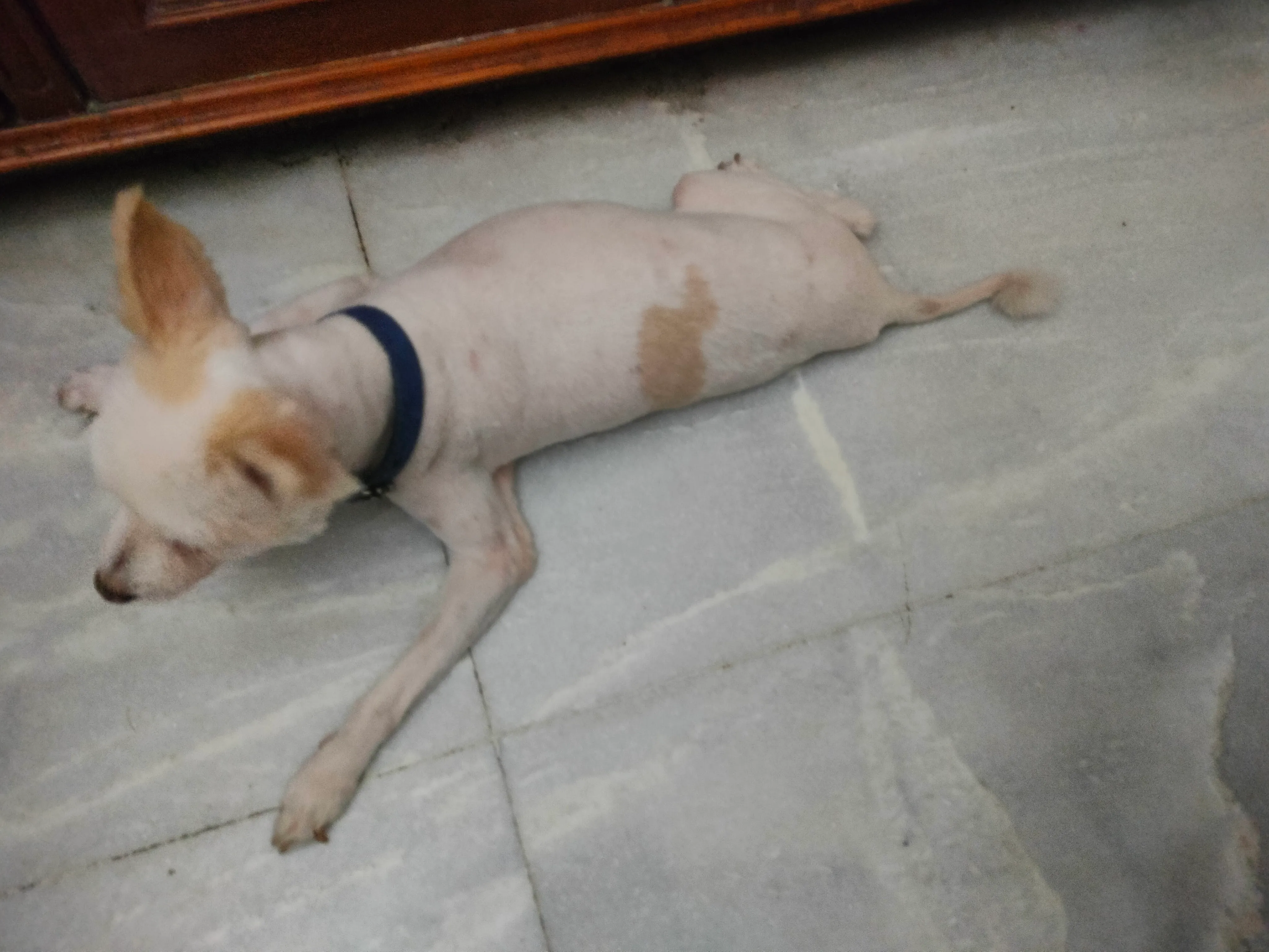 Dog care service - image_043