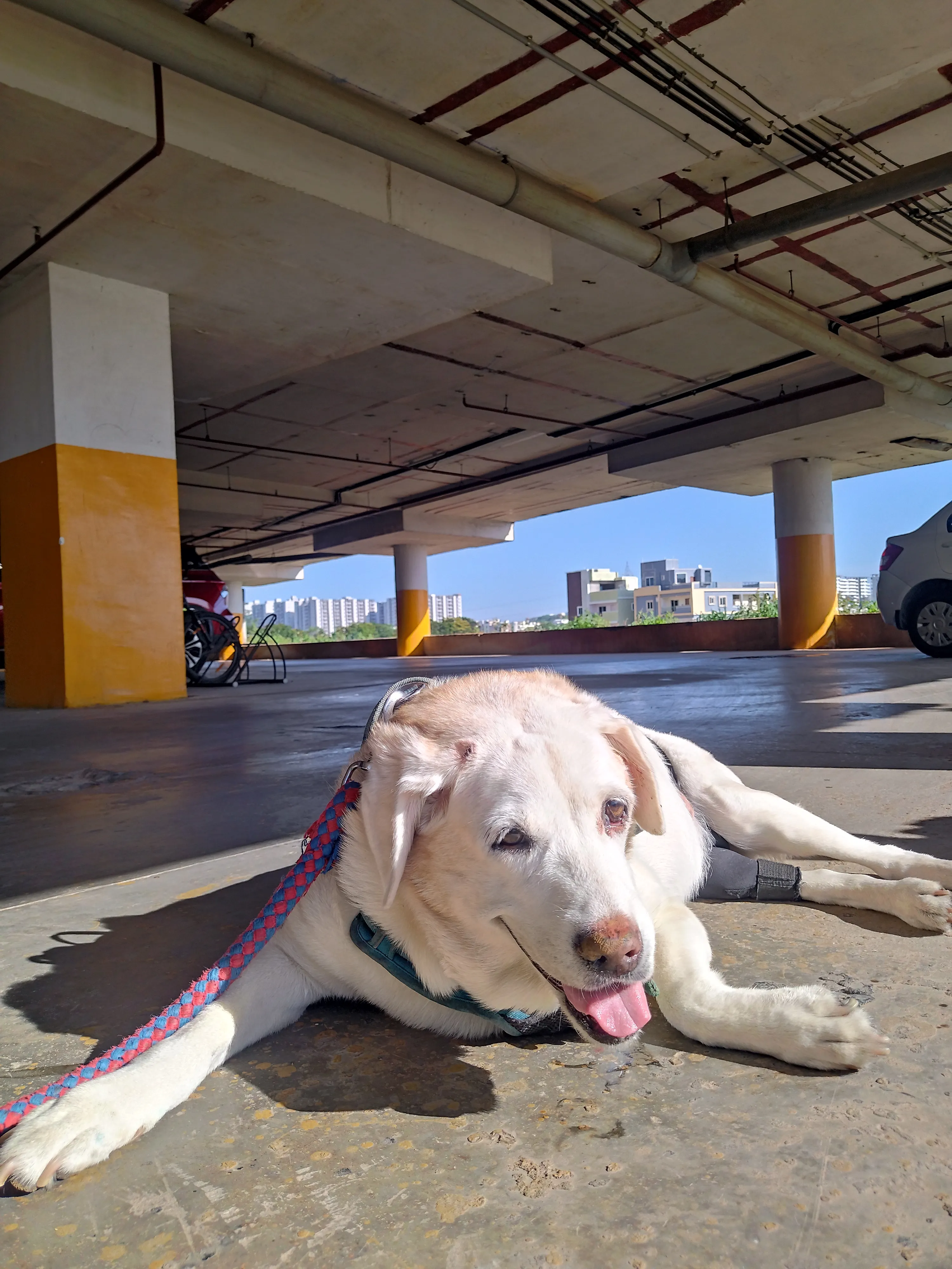 Dog care service - image_045