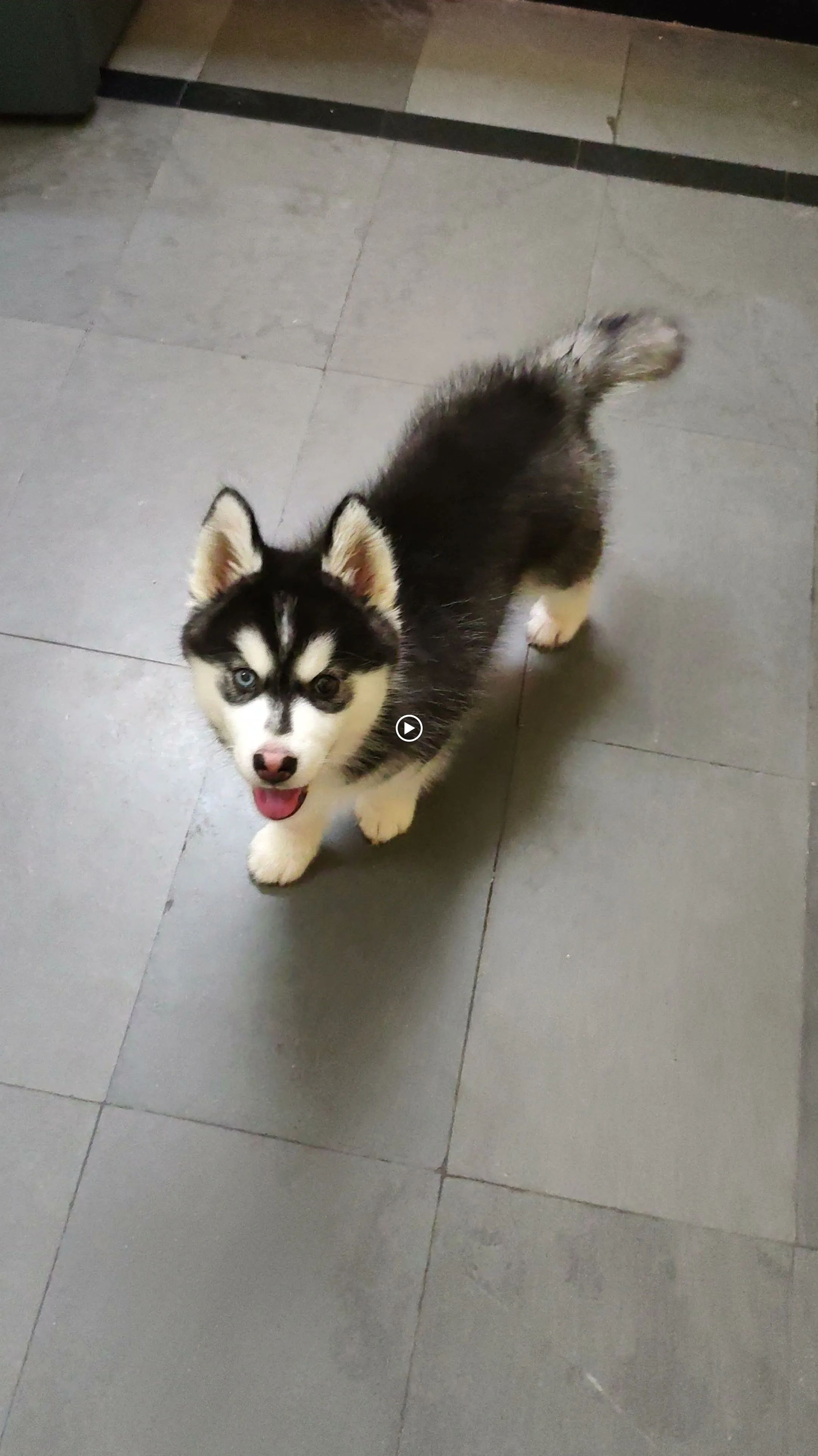 Dog care service - image_049